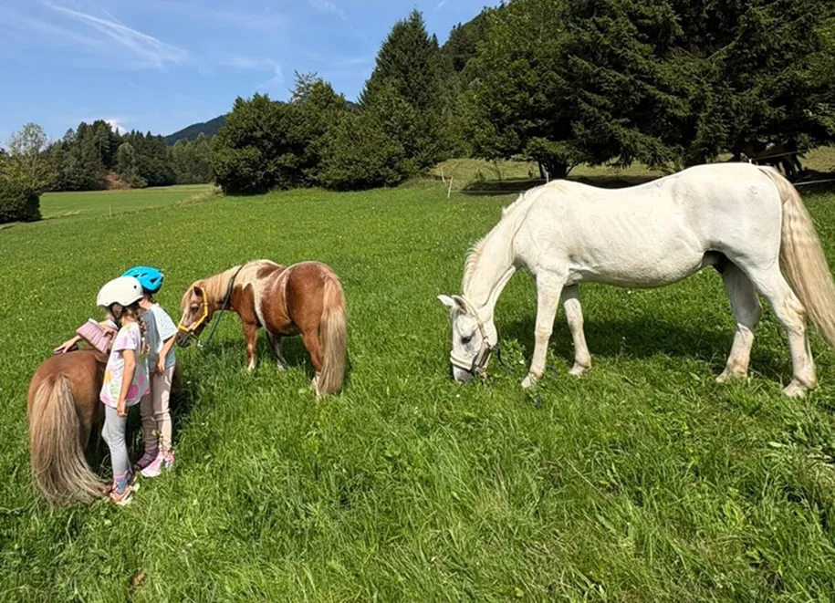 Horse riding and workshops