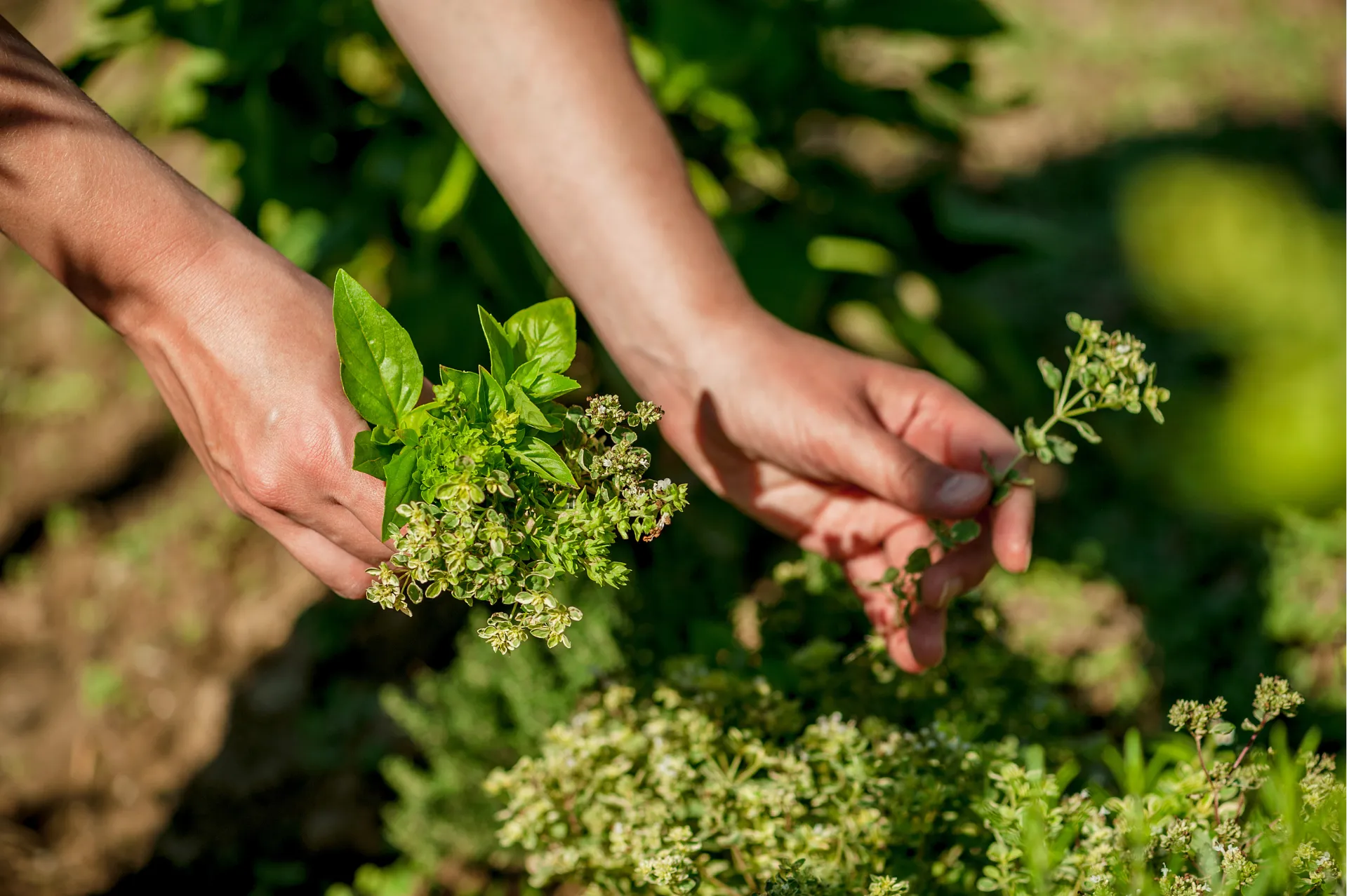 Kmetija pr' Dragic -nabiranje zdravilnih zelišč v neokrnjeni naravi Slovenije. Ročno pridelana zelišča za čaje in naravne pripravke, ki ohranjajo tradicijo in kakovost.