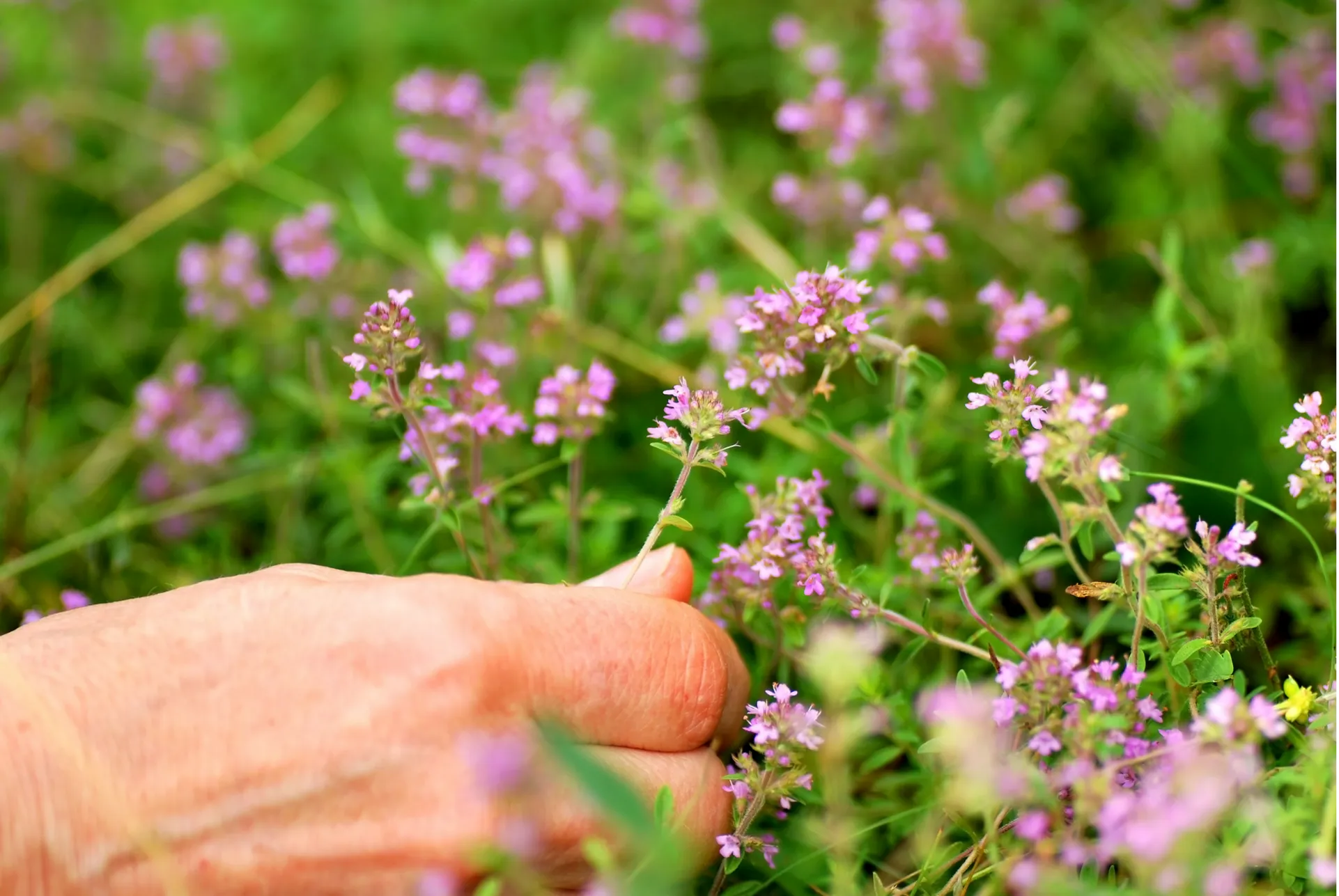 Kmetija pr' Dragic -nabiranje zdravilnih zelišč v neokrnjeni naravi Slovenije. Ročno pridelana zelišča za čaje in naravne pripravke, ki ohranjajo tradicijo in kakovost.